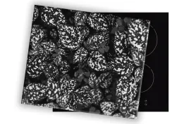 szklana-deska-na-kuchenke-80x52-013b-mono-liscie