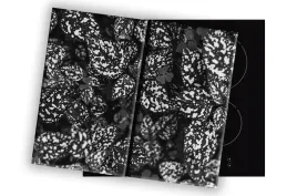 szklana-deska-na-kuchenke-2x30x52-013c-mono-liscie