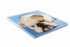 szklana-deska-kuchenna-35x35-480g-buldog-angielski