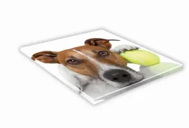 szklana-deska-kuchenna-25x25-464e-russell-terrier