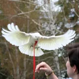 szelki-dla-papug-aviator-l-czerwone-szerokosc-produktu-20-cm
