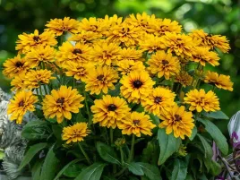 rudbekia-littlebeckia-ballerina-niska-karlowa-c2