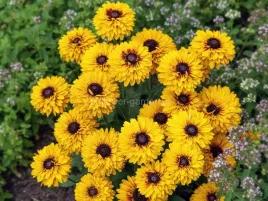rudbekia-owlosiona-double-kissing-pelne-kwiaty-c2