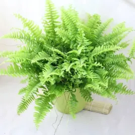 nephrolepis-exaltata-wyniosly-paproc-paprotka-duza