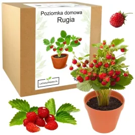 zestaw-do-uprawy-poziomka-domowa-rugia-nasionka-na-balkon-nasiona-slodka