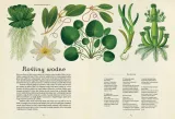 botanicum-muzeum-roslin-stan-nowy