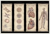 anatomicum-muzeum-anatomii-wydawca-inny