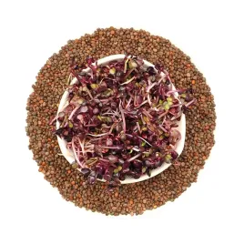rzodkiewka-red-purple-nasiona-na-kielki-100g