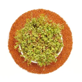 rzezucha-nasiona-na-kielki-kielkownica-100g