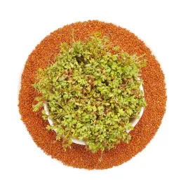 rzezucha-nasiona-na-kielki-kielkownica-500g
