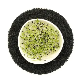 cebula-szczypiorek-50g-nasiona-na-kielki