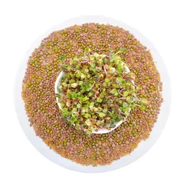 mieszanka-pikantna-250g-nasiona-na-kielki