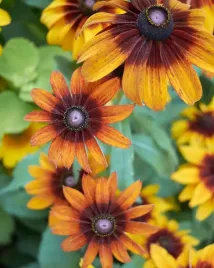 rudbekia-dwubarwna-mieszanka-nasiona-kwiatow