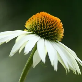 rudbekia-jezowka-wieloletnia-biala-miododajna-bylina-nasiona-kwiatow