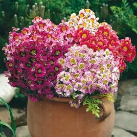 motylek-barwna-roslina-mieszanka-kolorow-nasiona-kwiatow-rosliny-ozdobne