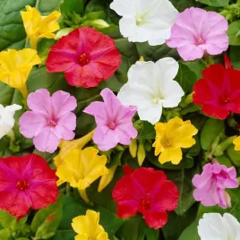 dziwaczek-kwiaty-fluorescencyjne-nasiona-kwiatow-roslin-ozdobnych