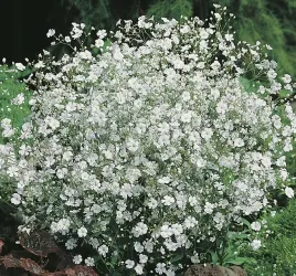 gipsowka-wytworna-biala-nasiona-kwiatow-roslina-ozdobna