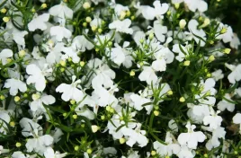 lobelia-przyladkowa-biala-nasiona-kwiatow-roslin-ozdobnych