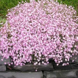 gipsowka-wytworna-rozowa-nasiona-kwiatow