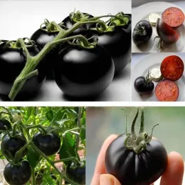 pomidor-czarny-black-cherry-koktajlowy-slodki-nasiona-warzyw