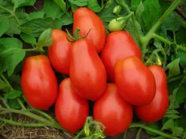 pomidor-koktajlowy-w-ksztalcie-gruszki-red-pear-slodki-i-soczysty-nasiona
