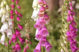 naparstnica-purpurowa-mieszanka-nasiona-kwiatow