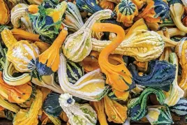 dynia-ozdobna-autumn-wings-nasiona-warzyw-roslin-ozdobnych