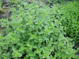 oregano-lebiodka-pospolita-aromatyczna-przyprawa-nasiona-ziol-warzyw