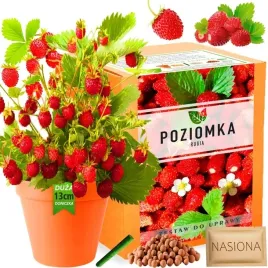poziomka-domowa-rugia-zestaw-do-uprawy-nasionka-nasiona-na-balkon-xxl