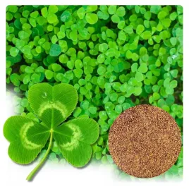 mikrokoniczyna-otoczkowana-nasiona-koniczyna-drobnolistna-dekoracyjna-1-kg