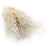 lepidium-lepidium-sativum-bielone