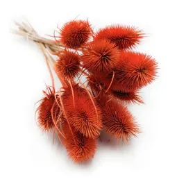 oset-szczec-dipsacus-suszony-pomaranczowy-bukiet