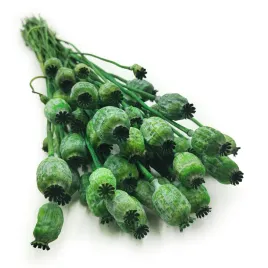 makowka-suszona-papaver-zielona