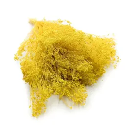 broom-bloom-zarnowiec-zolty-dekoracyjny-suszony-kwiat-100g