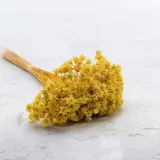 hill-flower-zolty-wysokosc-maksymalna-60-cm