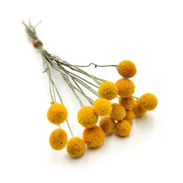 kraspedia-suszona-craspedia-natural-zolta-bukiet-16szt