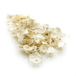 miesiecznica-biala-lunaria-bielona-polska