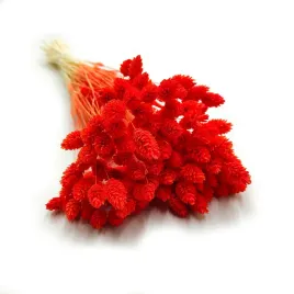 phalaris-pomaranczowy-mozga-kanaryjska-kanar-boho