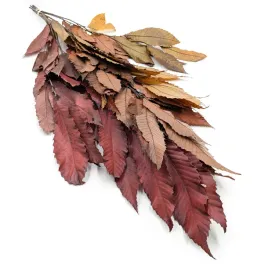 kasztan-stabilizowany-chestnut-leaves-jesienny