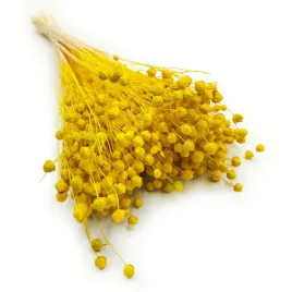 len-zolty-suszony-suszki-duzy-bukiet-100g