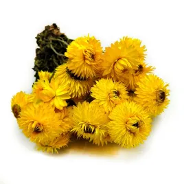 kocanka-suszona-granvia-helichrysum-granvia-zolta