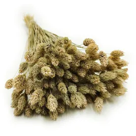phalaris-suszony-naturalny-mozga-kanaryjska-kanar-boho