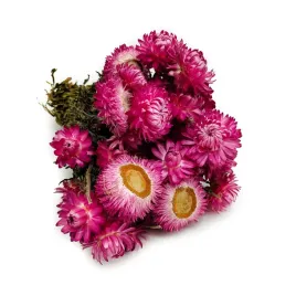 kocanka-suszona-granvia-helichrysum-granvia-rozowa