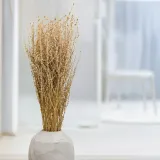 lepidium-lepidium-sativum-naturalne-stan-nowy