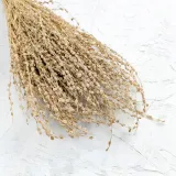 lepidium-lepidium-sativum-naturalne-rodzaj-liscie