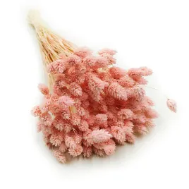 phalaris-jasno-rozowy-mozga-kanaryjska-kanar-boho-suszona-roslina