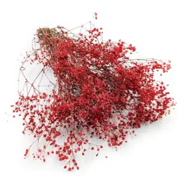 gipsowka-stabilizowana-gypsophila-pastelowy-czerwony