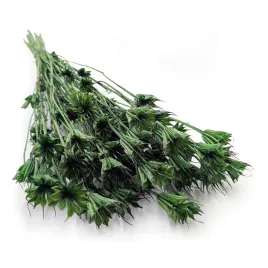 czarnuszka-orientalna-nigella-orientalis-butelkowa-zielen
