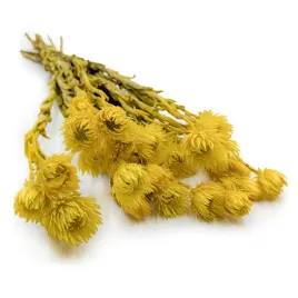 capblumen-kaaps-flower-phaenocoma-prolifera-cape-strawflower-zolty