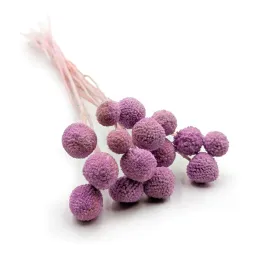kraspedia-suszona-craspedia-extra-lila-bukiet-15szt